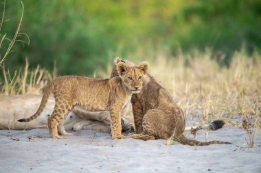 Aslan yavrusu ve aslan Güney Afrika 'daki Kruger Ulusal Parkı' nın çimlerinde oynuyorlar.