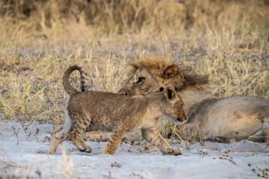 Güney Afrika 'daki Kruger Ulusal Parkı' nda aslanlar.