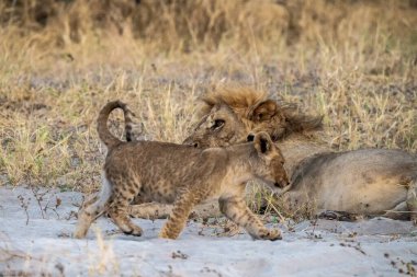 Güney Afrika Kruger Milli Parkı 'nda aslan yavrusu ve annesi Felidae familyasından Specie Panthera Leo.