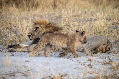 Güney Afrika 'daki Kruger Ulusal Parkı' nda kumlarda oynayan iki aslan.