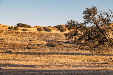 Bozkırda kuru ağaçlar