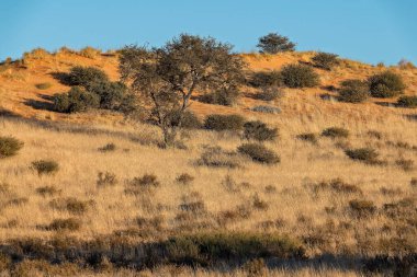 İsrail 'deki Negev Çölü' nün güzel manzarası