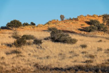 Arka planda kuru otların ve ağaçların dikey çekimi