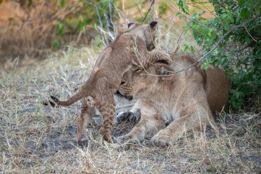 Aslan ve yavru otların arasında.