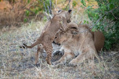 Güney Afrika 'daki Kruger Milli Parkı' nda aslan yavruları oynuyor..