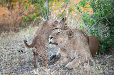 Güney Afrika Kruger Milli Parkı 'nda annesiyle oynayan aslan yavrusu ve anne Felidae familyasından Specie Panthera Leo..