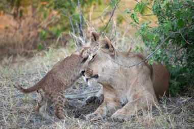 Afrika 'nın güneyinde vahşi aslanlar