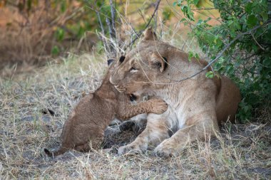 Güney Afrika 'daki Kruger Ulusal Parkı' nda aslan ailesi.