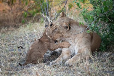 a closeup shot of a lion with its mother on the tree
