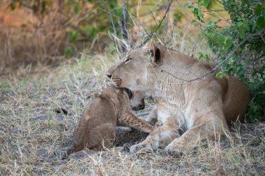 Afrika 'daki Kruger Ulusal Parkı' nda annesiyle oynayan aslan yavrusu..