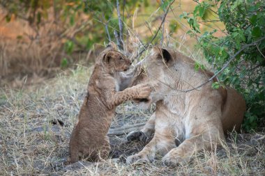 Güney Afrika 'daki Kruger Ulusal Parkı' nda aslan yavruları.