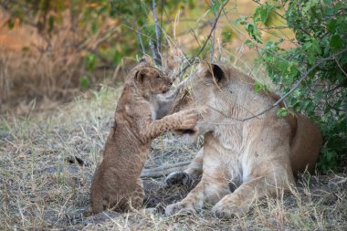 two young lion fighting in the kruger national park, south africa