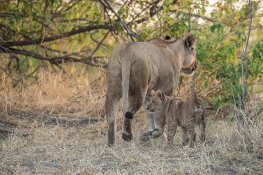 Güney Afrika 'daki Kruger Ulusal Parkı' nda bebeğiyle birlikte genç bir dişi aslan.