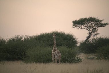 Afrika zürafası Kruger Ulusal Parkı, Güney Afrika.