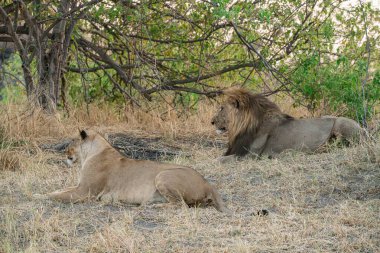 a lion lying down in a dry grass in the savannah of kenya