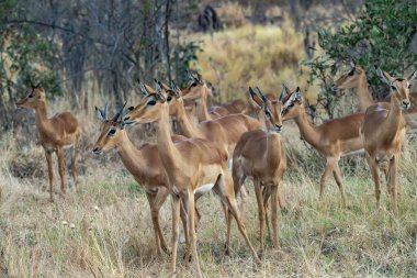 a group of young male impala ( ceryceros cerampus melampus ) walking on the green bushes in the kruger national park