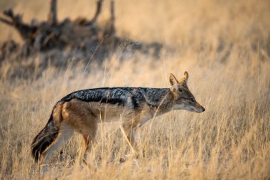 male wolf in the forest