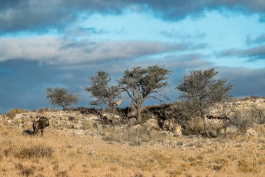 a beautiful shot of a tree in the desert under the clear blue sky