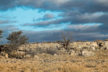 a closeup shot of a beautiful white desert tree in the middle of a field with dry grass in the middle