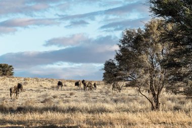 Çölde at sürüsü