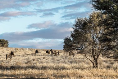 Afrika bozkırlarındaki vahşi hayvanlar