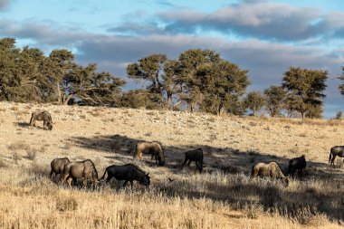 horses in utah desert