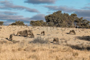 group of elephants at etosha