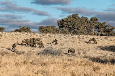 group of wild african elephants in the desert