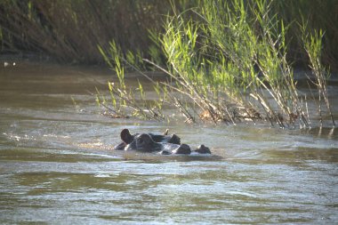 Sudaki su aygırları