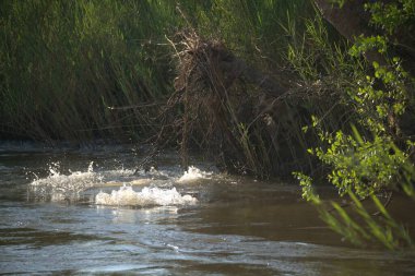 Ormandaki güzel bir nehir manzarası.