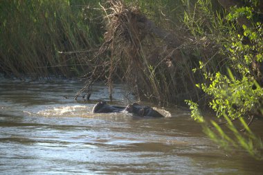 Nehirdeki su aygırları
