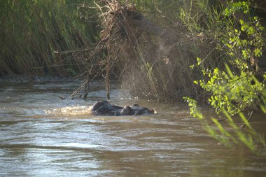 Ormandaki vahşi hayvanlar