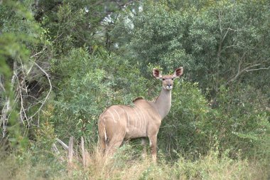 Ormandaki vahşi geyik.