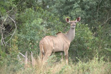 female kukuku/ kuaampo / / tataku/ / hyena, kudu