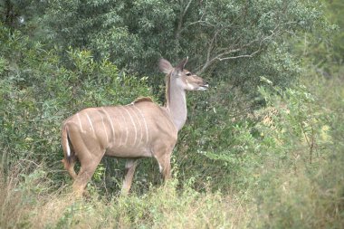 female kudu ( gelgelaphus aphus eros )