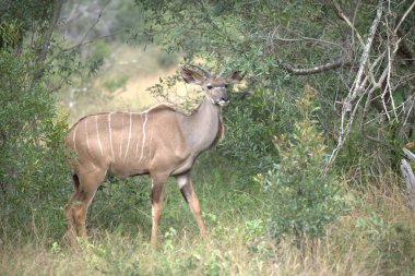 Vahşi doğada geyik