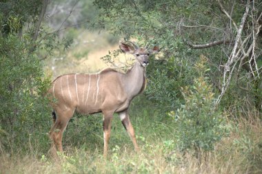 male kudu in the forest of the south of kenya