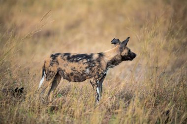 Benekli boğa sırtlanı, Kruger Ulusal Parkı, Afrika