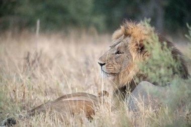 male lion laying in the dry grass