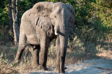 Kruger Ulusal Parkı 'ndaki fil, Güney Afrika