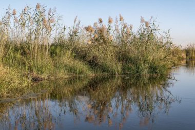Nehir kalın bir otla kaplıdır. Güneşli bir sabahta nehirde yaz manzarası