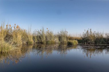 Ormanda gölü olan güzel bir manzara.
