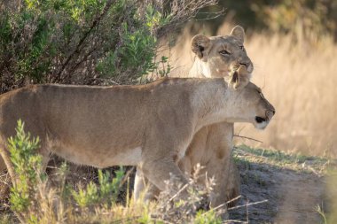 Güney Afrika 'daki Kruger Ulusal Parkı' nda yolda yürüyen bir aslan..