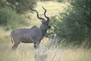 Kruger Ulusal Parkı 'nda Afrika boğası