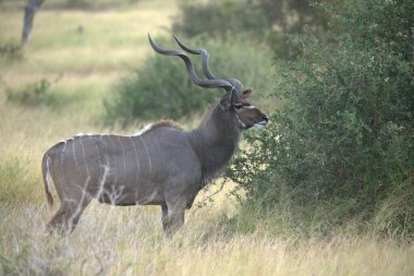 Erkek bir boğa ya da boğa Afrika savanasında yolda koşuyor.