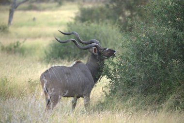 Afrika boğası Kruger Ulusal Parkı, Güney Afrika 'da vahşi doğada