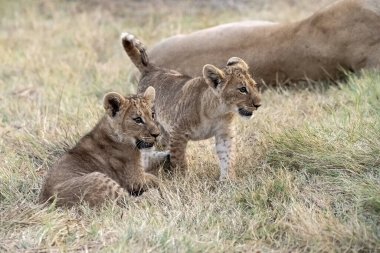 Aslanlar (dişi aslan), panthera aslanı, anne ve yavru aslan