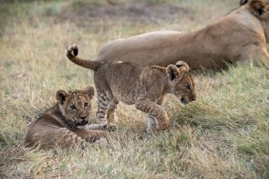 Otların arasında oynayan aslan yavrusu