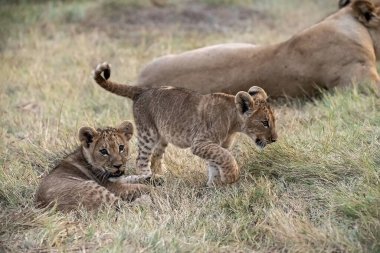 Aslan yavrusu çimenlerde oynuyor..