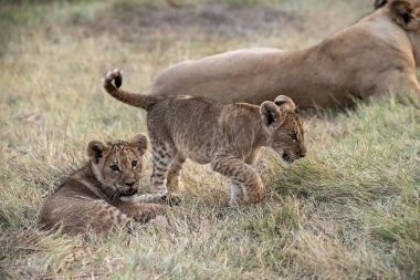 Güney Afrika 'daki Kruger Ulusal Parkı' nda çimlerde oynayan aslan yavrusu.